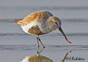 Calidris alpina